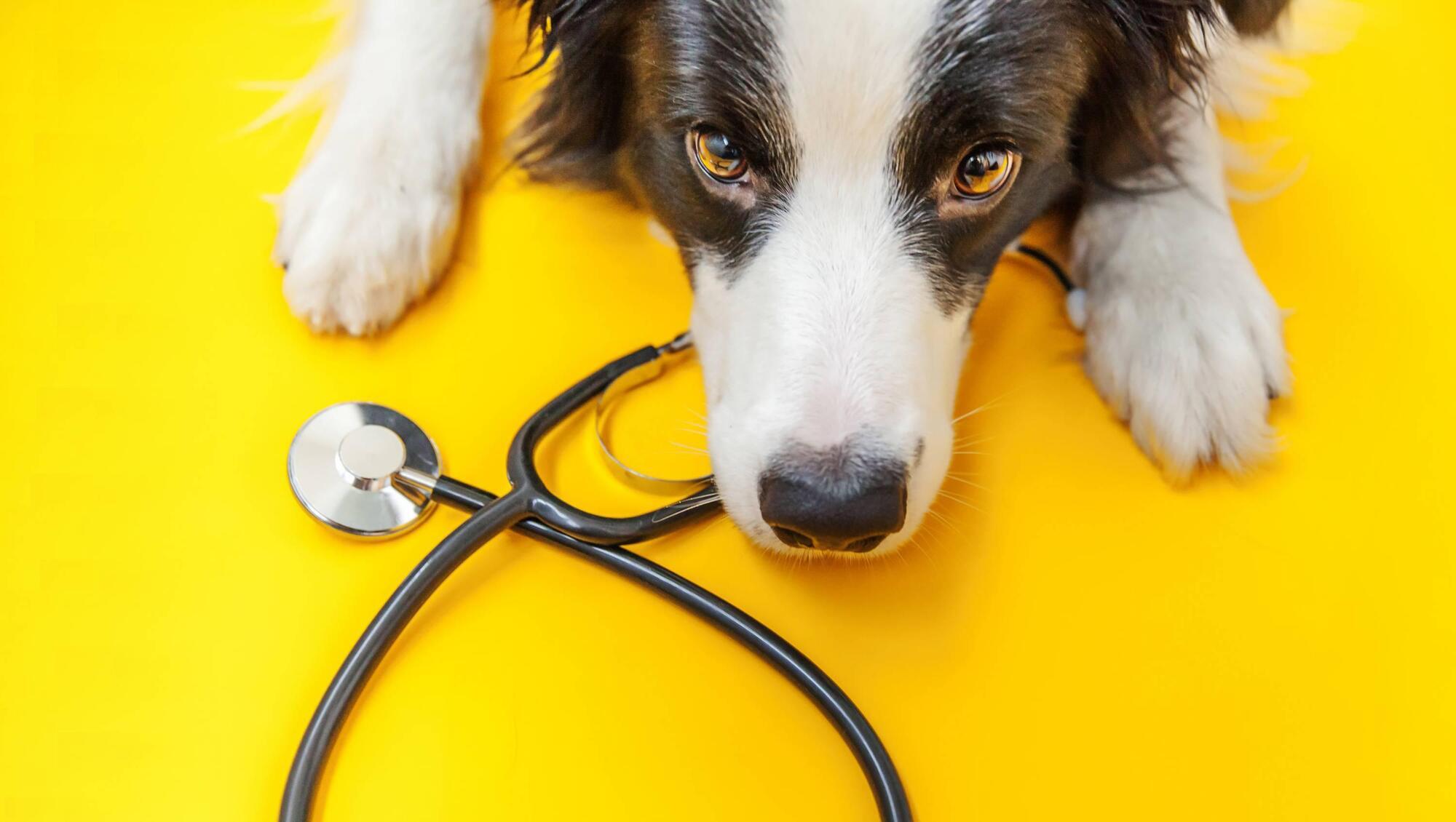 ISPCA wants to hire animal welfare inspector for Munster