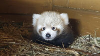 Red panda born in Berlin as part of global breeding programme