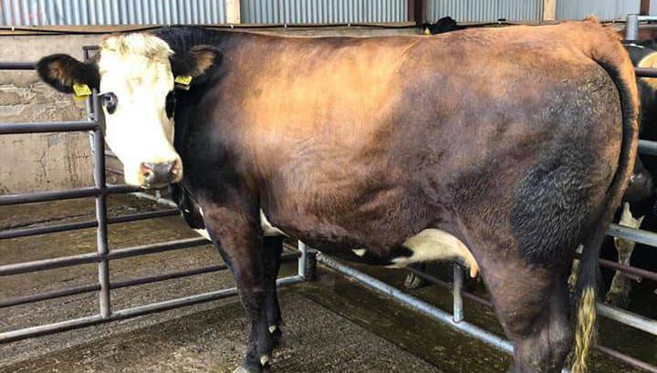 Report from the cattle marts: Strange pandemic days continue in life and at the mart