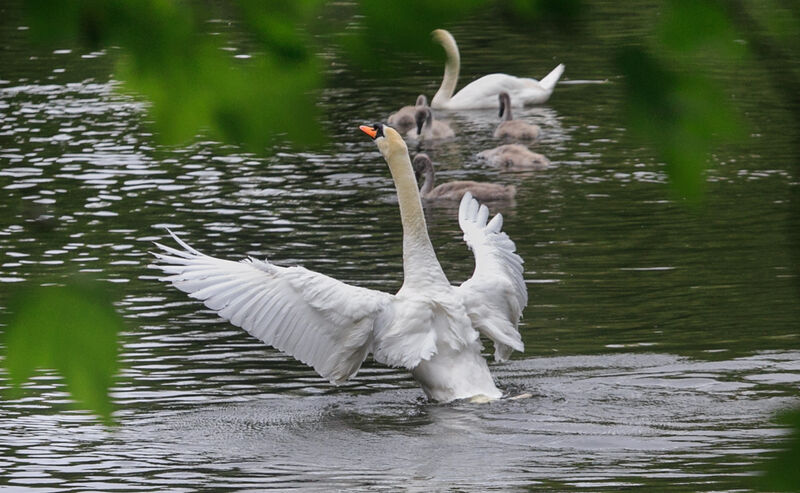 Swans & Signets in the pond at Saint Stephens Green, Dublin. Picture: Gareth Chaney/Collins