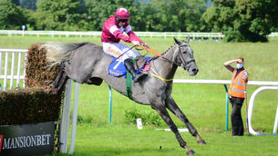 In Your Shadow  can make a successful return to hurdling at Wexford tonight. Picture: Healy Racing