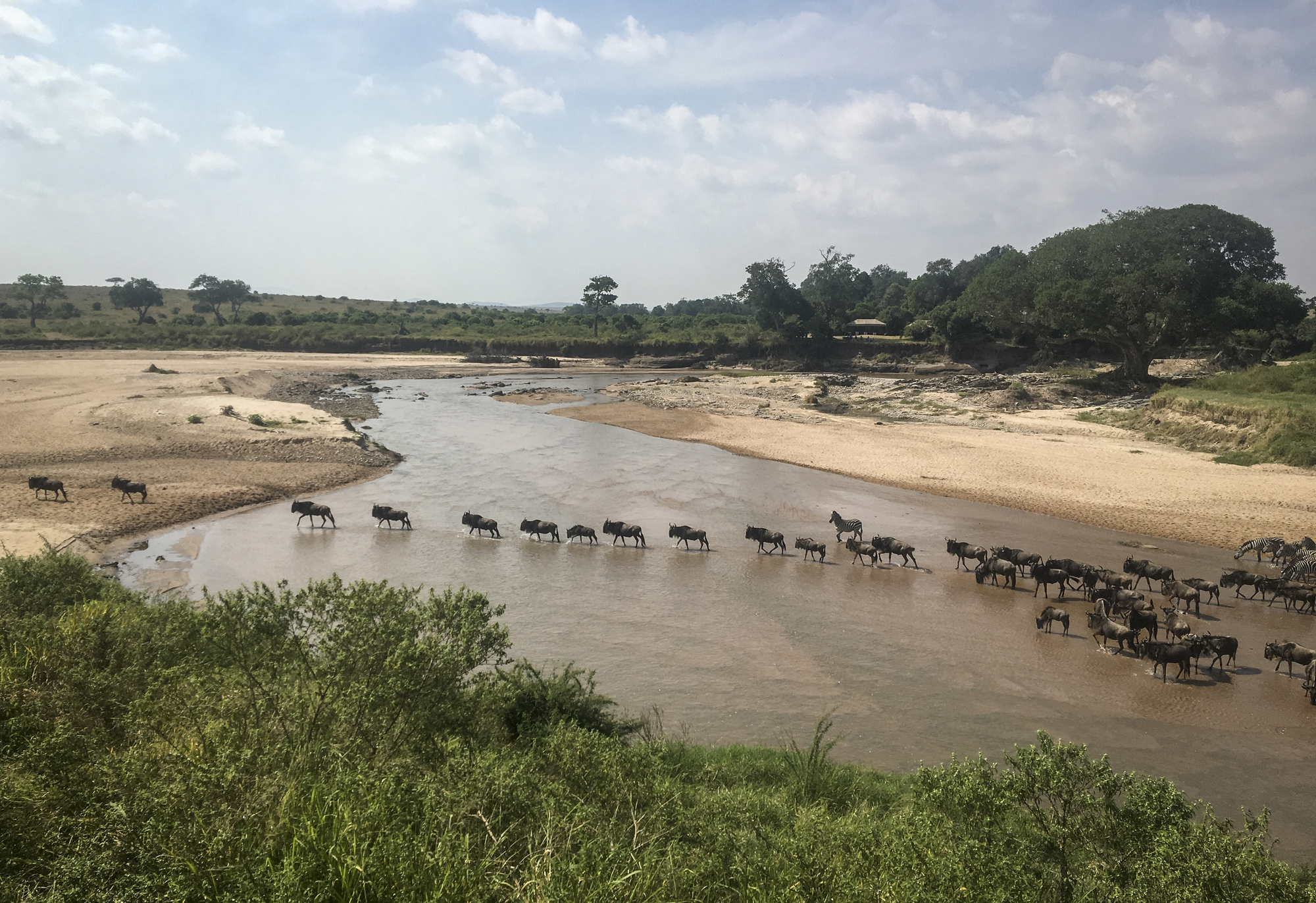 Wildebeest migration takes place without tourists in year of the pandemic
