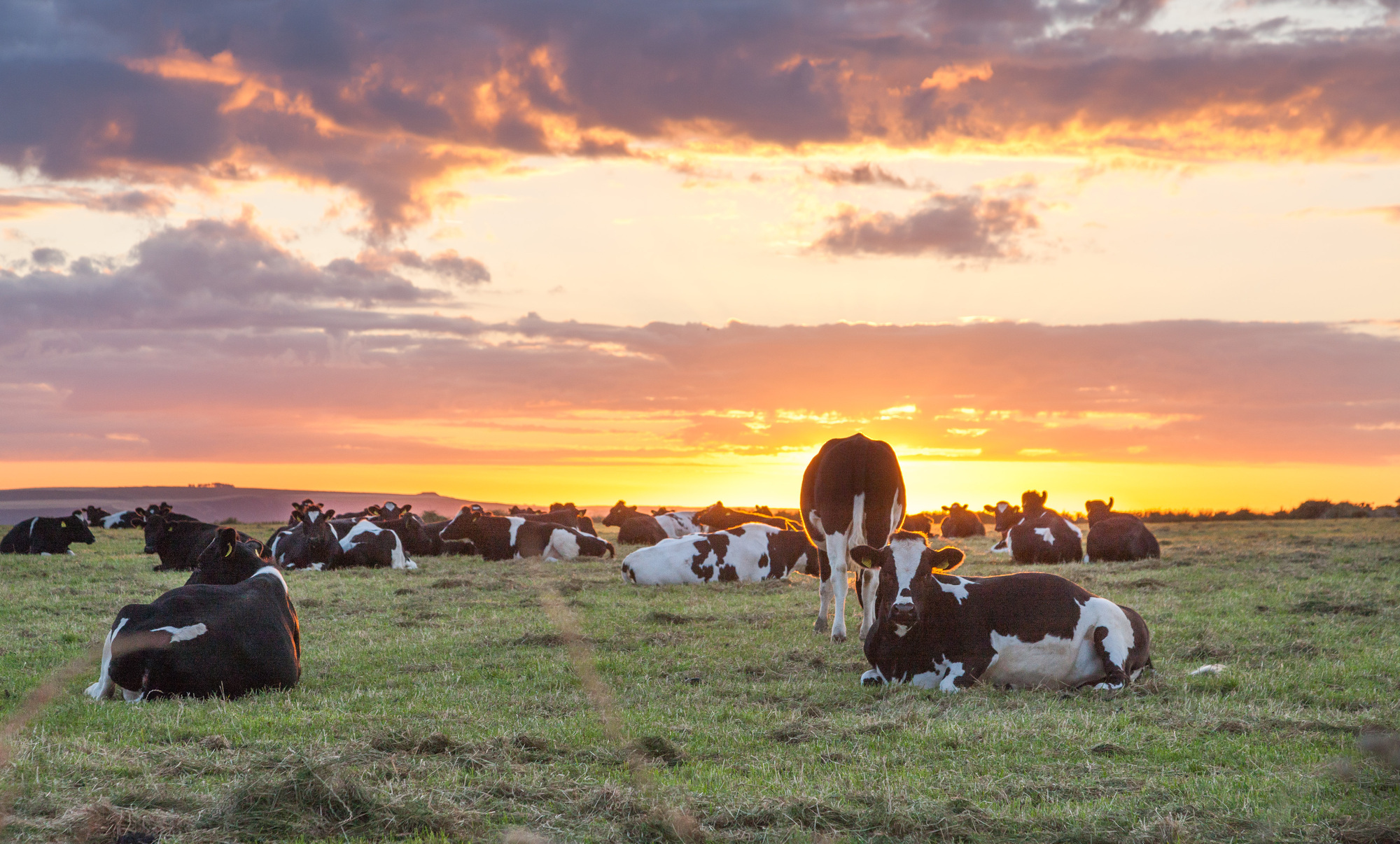 Coronavirus to end Ireland's decade of record food and drink export growth