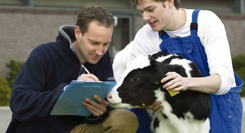 Incorporating DNA results into calf registration is now feasible, and would maintain Ireland’s position as a world leader for traceability from farm to fork.