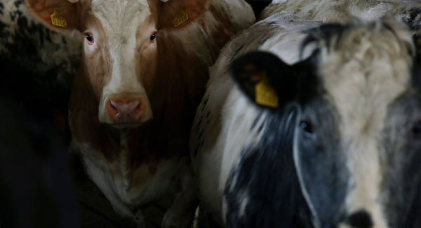Why dairy farming must be made more attractive