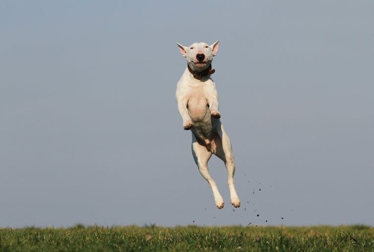 Best walk ever! Shutterstock Best walk ever! Shutterstock
