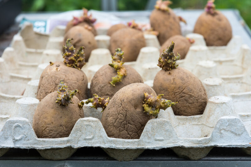 Potato chitting prior to planting out (Thinkstock/PA) Potato chitting prior to planting out (Thinkstock/PA)