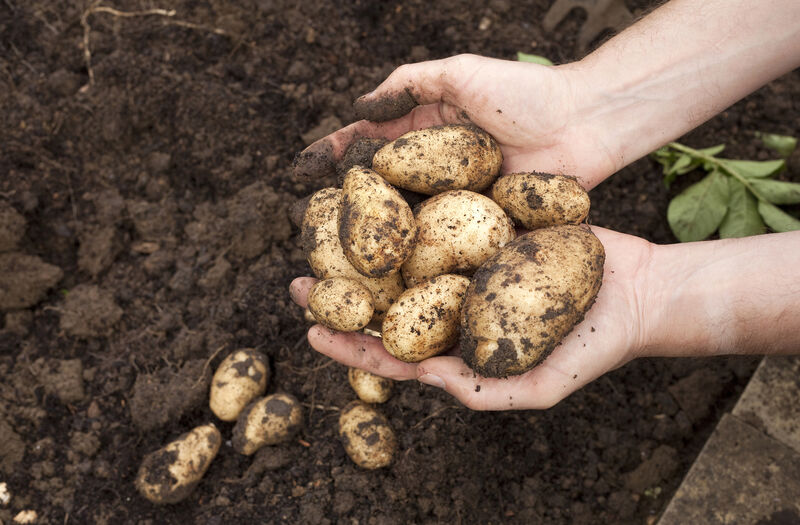 Harvesting potatoes (Thinkstock/PA) Harvesting potatoes (Thinkstock/PA)
