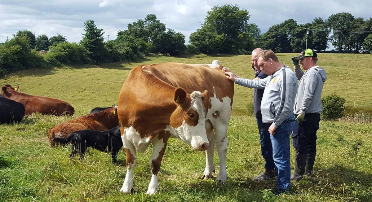 Social farming is the practice of offering activity on family farms as a form of social care support. Pic: Social Farming Ireland