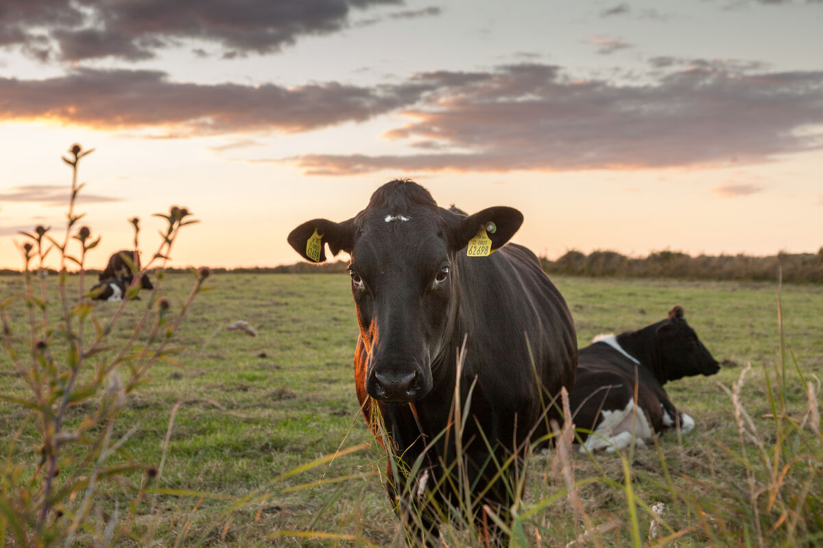 Old Head of Kinsale, Cork, Ireland. 20th July, 2020, The Sun rises behind a herd of Holstein Friesians. Picture; David Creedon / Anzenberger Old Head of Kinsale, Cork, Ireland. 20th July, 2020, The Sun rises behind a herd of Holstein Friesians. Picture; David Creedon / Anzenberger