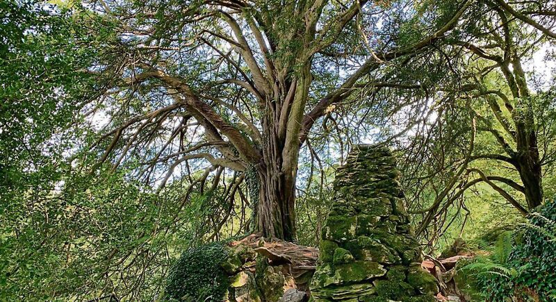 The Witch’s Yew Tree in Blarney Castle grounds.