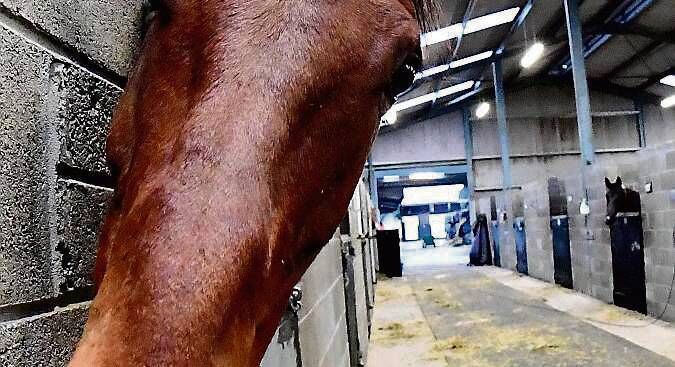 Envoi Allen: Hasn’t run over today’s trip before but there isn’t a lot to suggest he won’t get home.                             Picture: Healy Racing