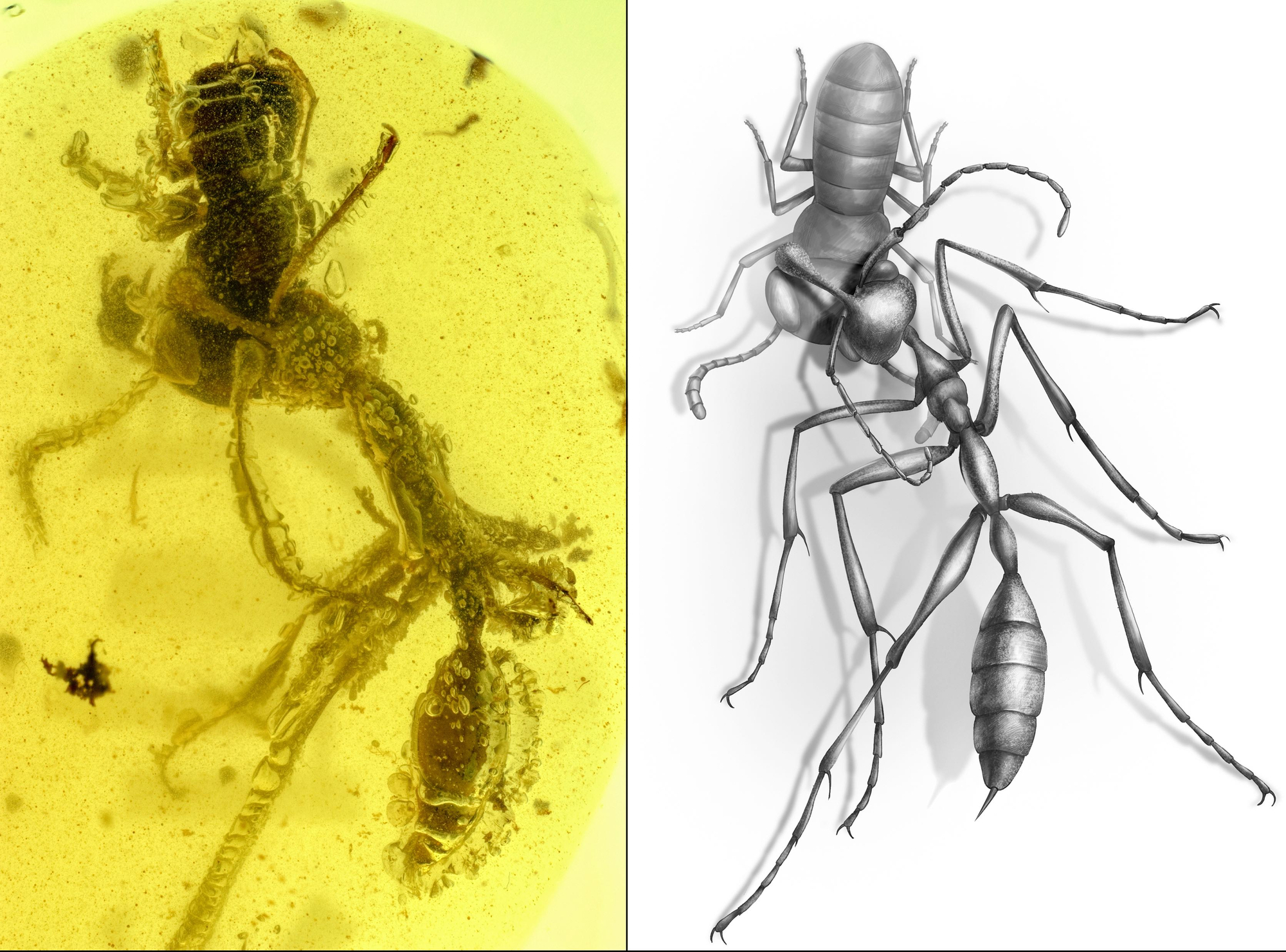 ‘Hell ant’ in midst of devouring prey found preserved in amber after 99 million years
