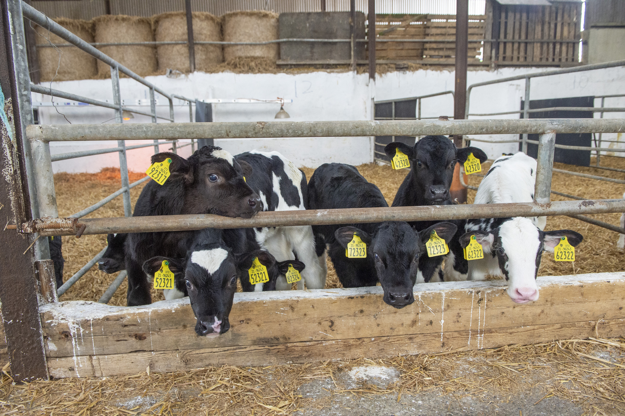 Payments under Calf Investment Scheme commence