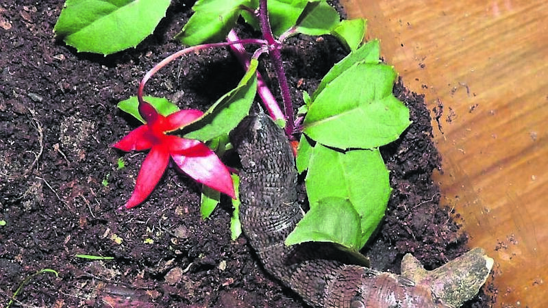 Damien Enright: Caterpillar of elephant hawkmoth was a sight to see