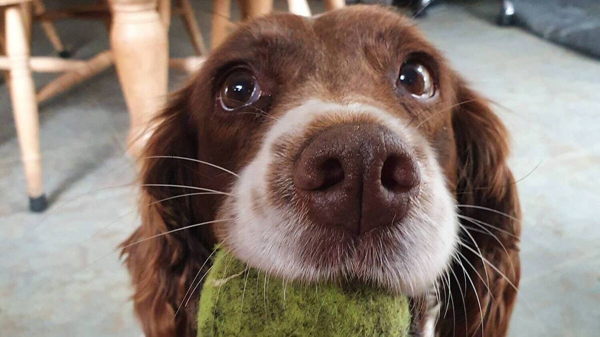 done deal dogs springer spaniels for sale