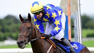 Bread And Butter can complete a hat-trick in the handicap hurdle. Picture: Healy Racing