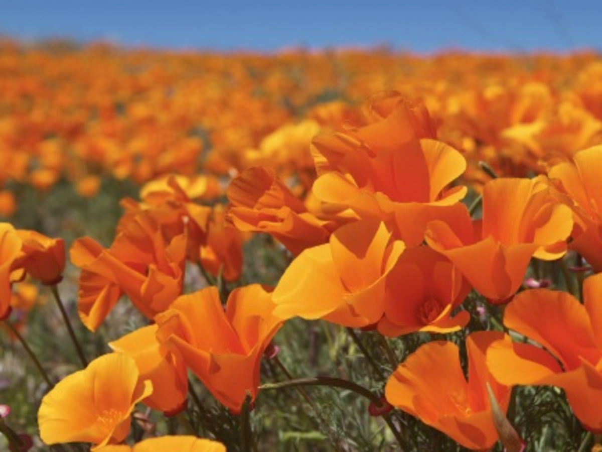 Are California Poppies Toxic To Dogs