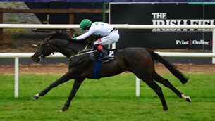Chiricahua can defy weight hike in Kingdom Gold Cup at Killarney. Picture:Healy Racing