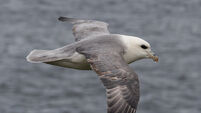 Plastic ingested by seabirds ‘could release toxic chemicals in their stomach’