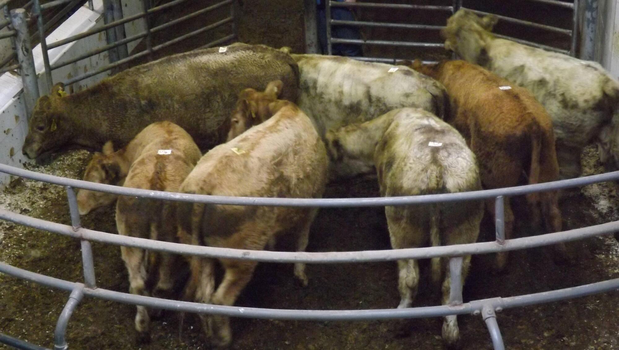 Buy cattle, spare the dogs, Supreme Leader