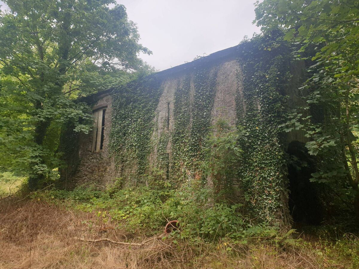 Ivies taking hold at Springmount House's old outbuildings