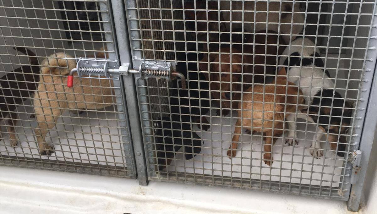 Some of the suspected stolen dogs. Picture via Garda Press Office