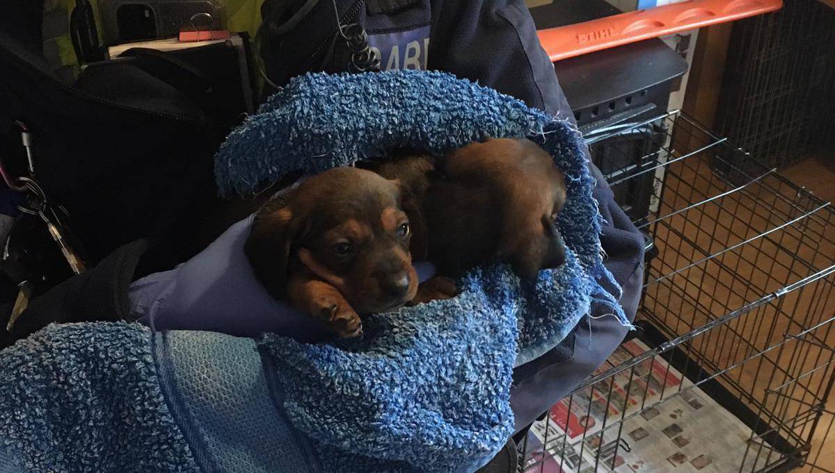 Gardaí seize 32 suspected stolen dogs in Dublin