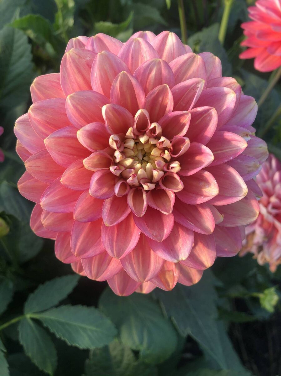 ‘Melody Allegro’ will do well in containers. Pictures: Pheasant Acre Plants/PA