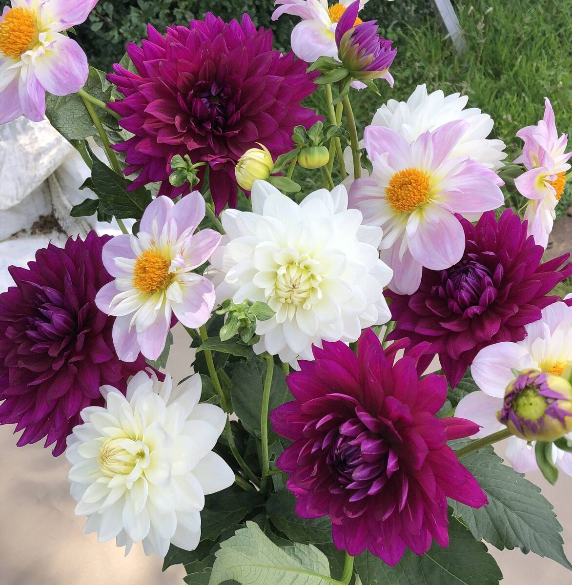 Team the pink ‘Teesbrooke Audrey’ with the white ‘Peace Pact’ and deep pink ‘Berner Oberland’.