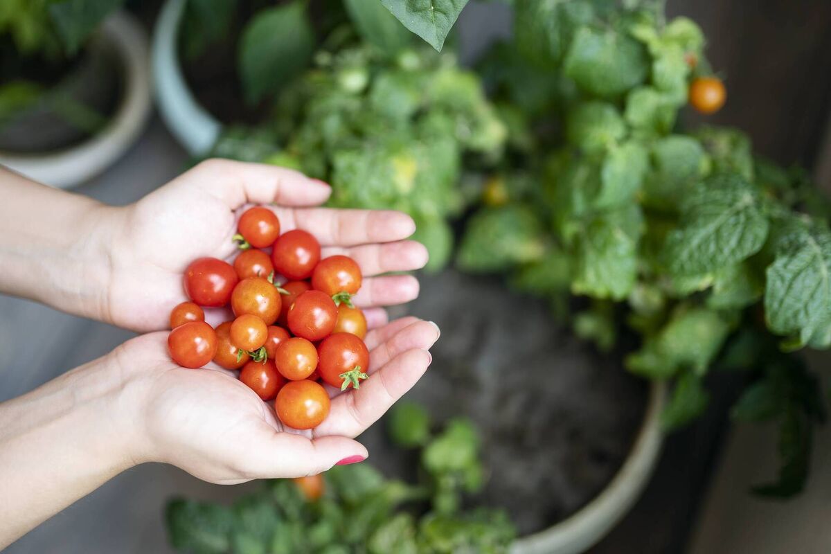 Homegrown tomatoes taste like tomatoes were meant to taste like. Picture: iStock Homegrown tomatoes taste like tomatoes were meant to taste like. Picture: iStock