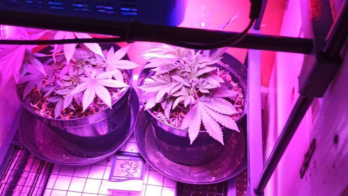 Seized plants in Cork search. Picture: Gardaí Seized plants in Cork search. Picture: Gardaí