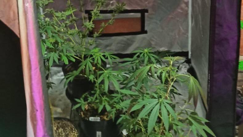 Plants seized from the premise in Cork. Picture: Gardaí