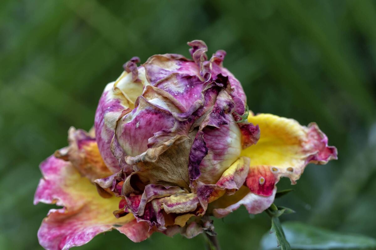 Many roses and other flowers are simply rotting on the plant due to excessive rainfall.