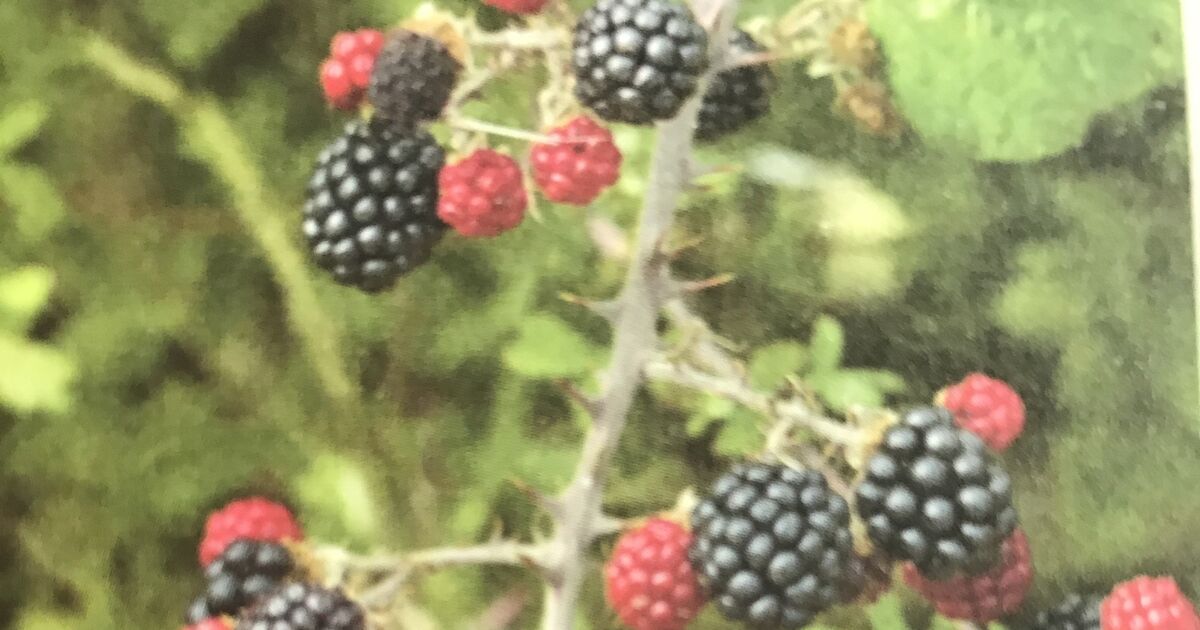 Darina Allen Recipes to try after a blackberrypicking expedition