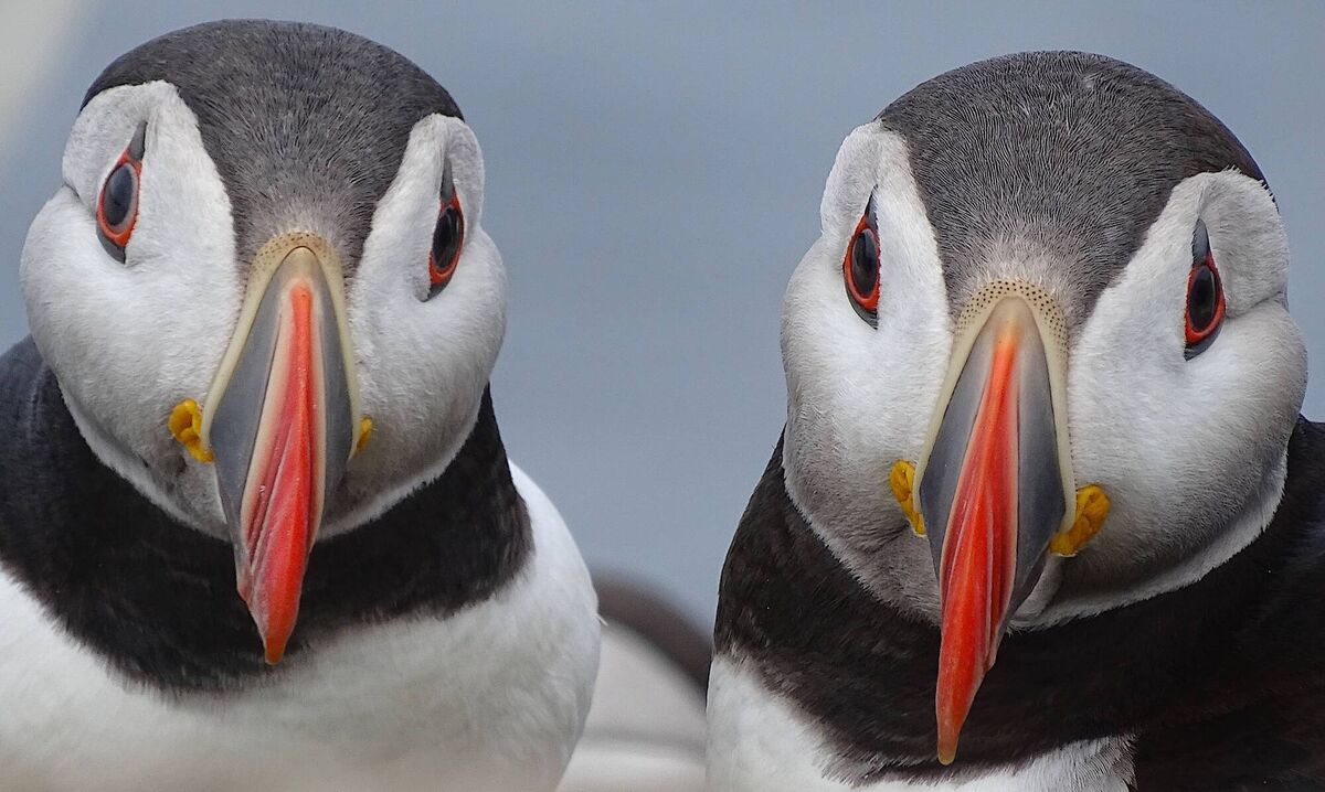 Paired-up puffins by Evie Easterbook, UK (11-14 Years Old category)