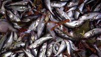 Fish report
