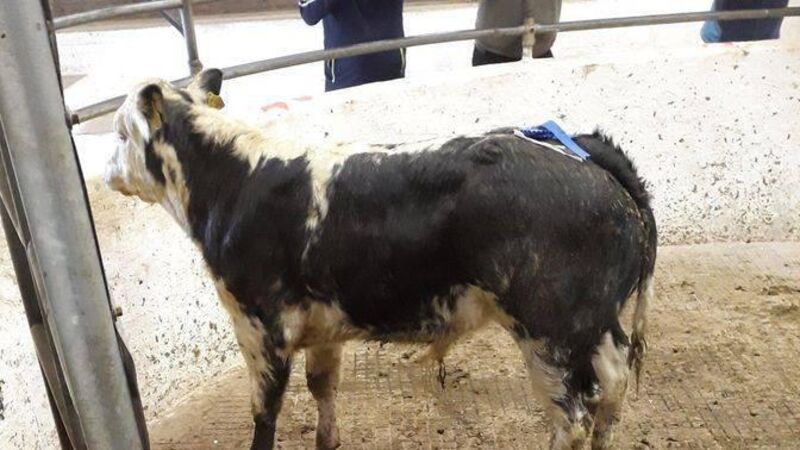 Uneasy calm and price stalemate after the storms in the beef market