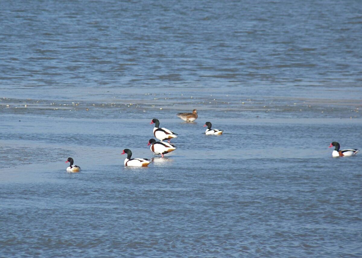 Shelduck, near the Lag Bridge on Ringarogy Island, near Baltimore, west Cork. Shelduck, near the Lag Bridge on Ringarogy Island, near Baltimore, west Cork.