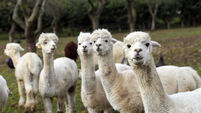 Alpacas guard turkeys on farm