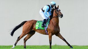 <p>Ennistymon can  get back to winning ways in Galway feature. Picture: Healy Racing</p>