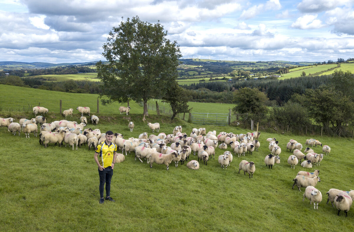 Nick Cotter with the organic sheep on his family farm at Dromtrasna, North Limerick. Picture Dan Linehan Nick Cotter with the organic sheep on his family farm at Dromtrasna, North Limerick. Picture Dan Linehan