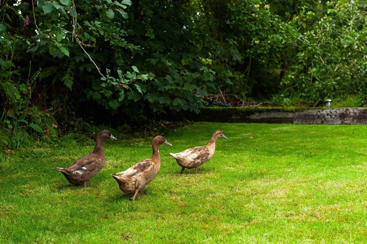 Duck into Ashmore House?