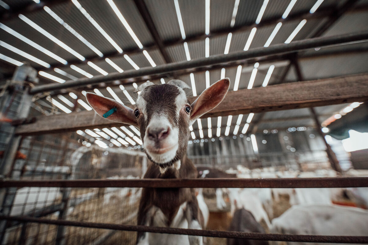 Bally Goat Farm, Newcastlewest, Limerick Bally Goat Farm, Newcastlewest, Limerick