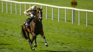 <p>Pretty Gorgeous, with Shane Crosse up, on their way to winning the A.R.M. Holding Debutante Stakes at The Curragh Racecourse in Kildare. Photo by David Fitzgerald/Sportsfile</p>