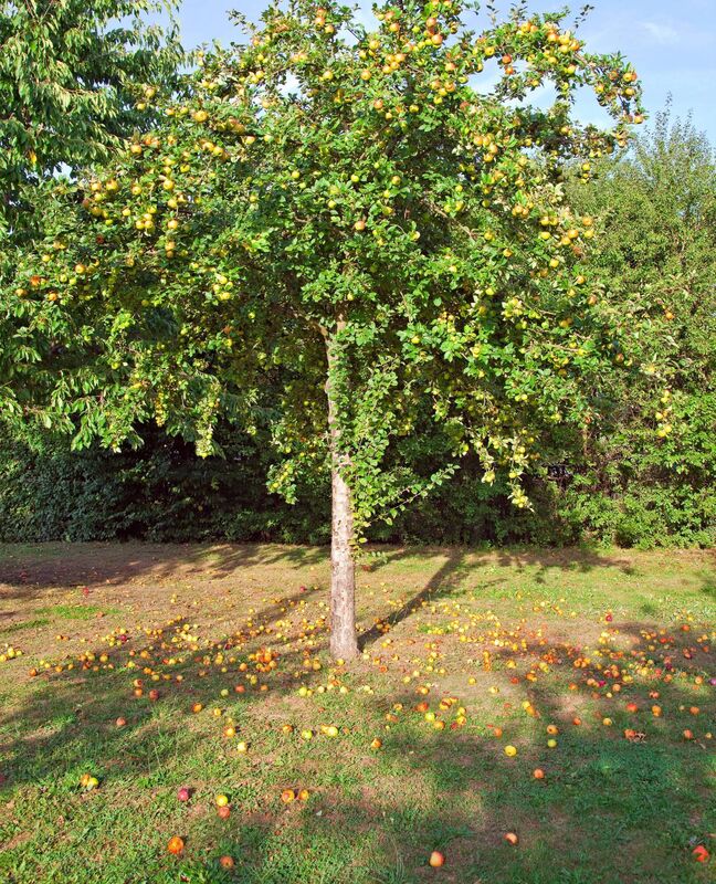 Windfall apples are perfect for making a number of apple jellies.