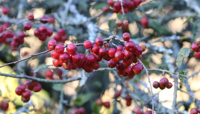 Crab apples are in season at present and may be picked off the tree, but many grow quite high so they can be difficult to reach.