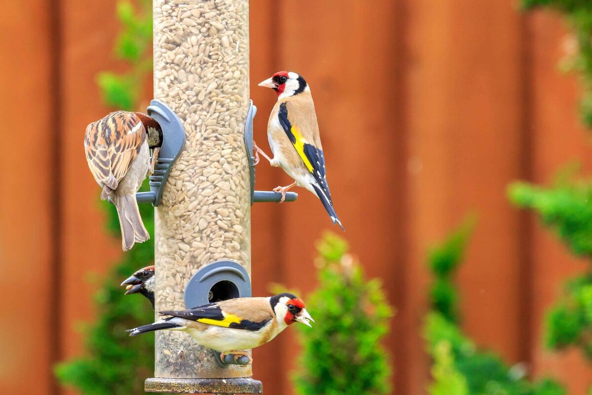  Even the smallest outdoor space can attract wildlife. Picture: iStock/PA 