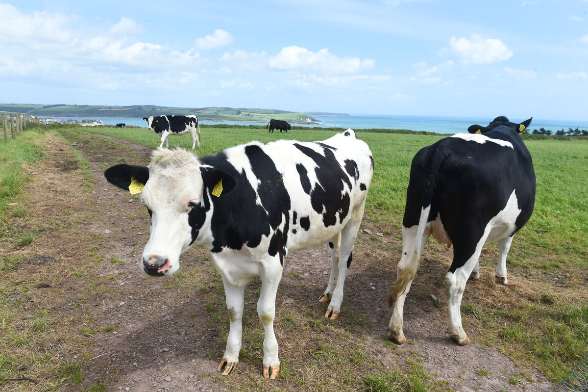 The agribusiness sector is showing real resilience in spite of the challenges. Picture: Larry Cummins The agribusiness sector is showing real resilience in spite of the challenges. Picture: Larry Cummins