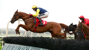 <p>The Storyteller: Poised to notch another win as Listowel Festival kicks-off. Picture: Healy Racing.</p>